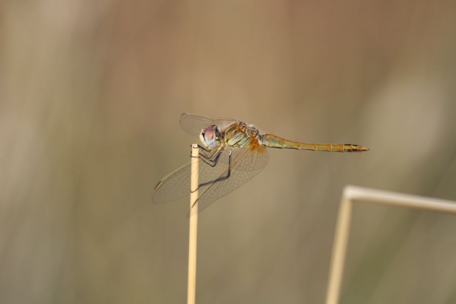 Sympetrum fonscolombii femmina?